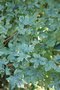 vignette Acer campestre 'Pulverulentum'