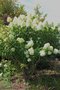 vignette Hydrangea paniculata cv.