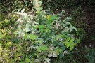 vignette Hypericum androsaenum f. variegatum 'Mrs Gladis Brabazon'