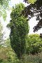 vignette Quercus robur 'Fastigiata'
