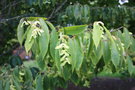 vignette Acer carpinifolium
