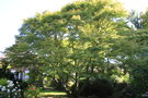 vignette Acer palmatum 'Seiryu'