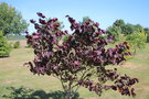 vignette Cercis canadensis 'Forest Pansy'