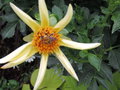 vignette Dahlia 'Honka Yellow'