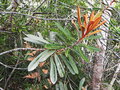 vignette Pycnandra lissophylla ?
