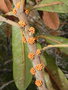 vignette Pycnandra lissophylla ?