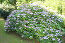 vignette Hydrangea macrophylla 'Lanarth White'