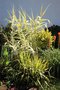 vignette Arundo donax cv.  et Yucca flaccida 'Golden Sword'