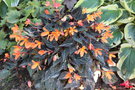 vignette Begonia cv.