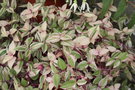 vignette Tradescantia albiflora 'Quadricolor'