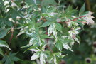 vignette Acer palmatum 'Asahi-zuru'