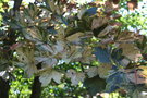 vignette Acer pseudoplatanus slection Hennebelle