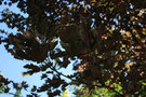 vignette Acer pseudoplatanus slection Hennebelle
