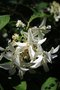 vignette Hydrangea paniculata 'Great Star'