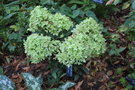 vignette Hydrangea paniculata 'Jane' = 'Little Lime'