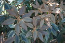 vignette Rhododendron pachysanthum