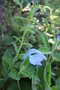 vignette Salvia patens  'Cambridge Blue'