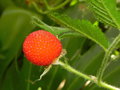 vignette Rubus rosifolius (framboise sauvage)