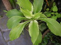 vignette Hosta 'White Feather'