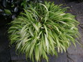 vignette Carex siderosticha 'Variegata'