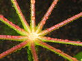 vignette Heptapleurum actinophyllum