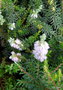vignette Bruyre 1 	Calluna vulgaris