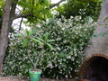 vignette Abelia grandiflora immense et couvert de fleurs au 11 09 15