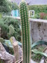 vignette Echinopsis spachiana.