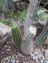 vignette Echinopsis spachiana.