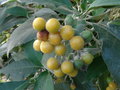 vignette Solanum mauritianum = Solanum auriculatum - Bois de Tabac
