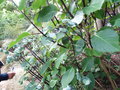 vignette Hydrangea macrophylla 'Nigra'