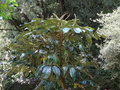 vignette Schefflera macrophylla ?