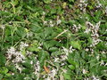 vignette La Socit d'Horticulture du Bas lon au jardin L'atelier chez Claude Le Maut -  Clematis jouiniana 'Praecox'  Clmatite