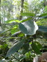 vignette Hydrangea Aspera macrophylla?