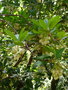 vignette Arbutus unedo , (ericaceae) , Arbousier