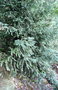 vignette Juniperus Chinensis Kaizuka variegata