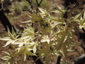 vignette Acer palmatum 'Beni Shishi Henge'