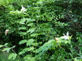 vignette Bauhinia grandiflora au 03 09 15