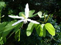 vignette Bauhinia grandiflora gros plan au 03 09 15