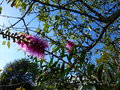 vignette Callistemon acuminatus deuxième floraison au 20 09 15