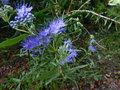 vignette Caryopteris clandonensis Kew blue au 27 08 15