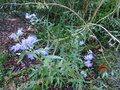 vignette Caryopteris clandonensis Kew blue au 30 08 15