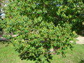 vignette Triadica sebifera = Sapium sebiferum - arbre  suif