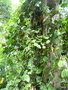 vignette Smilax china cordifolia