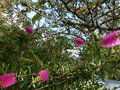 vignette Callistemon acuminatus deuxième floraison annuelle au 25 09 15
