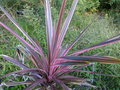 vignette Cordyline australis Southern splendour joliment colorée au 25 09 15