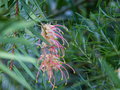 vignette Grevillea semperflorens desert flame qui recommence  fleurir au 19 09 15