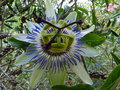 vignette Passiflora caerulea tetraploide clear sky autre vue au 22 08 15