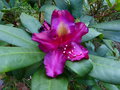 vignette Rhododendron Franck Galsworthy qui remonte au 07 09 15