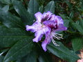 vignette Rhododendron Kabarett qui remonte petitement au 12 08 15